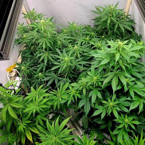 Double xl forbidden runtz auto growlog timeline photo