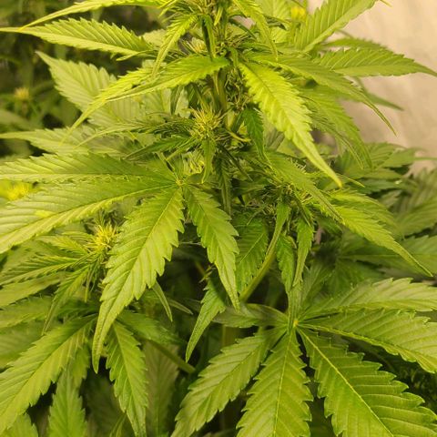 Double xl forbidden runtz auto growlog timeline photo