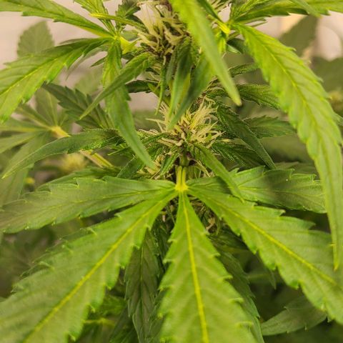 Double xl forbidden runtz auto growlog timeline photo