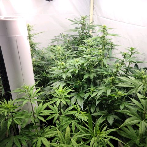 Double xl forbidden runtz auto growlog timeline photo