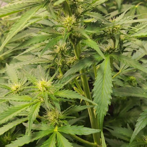 Double xl forbidden runtz auto growlog timeline photo