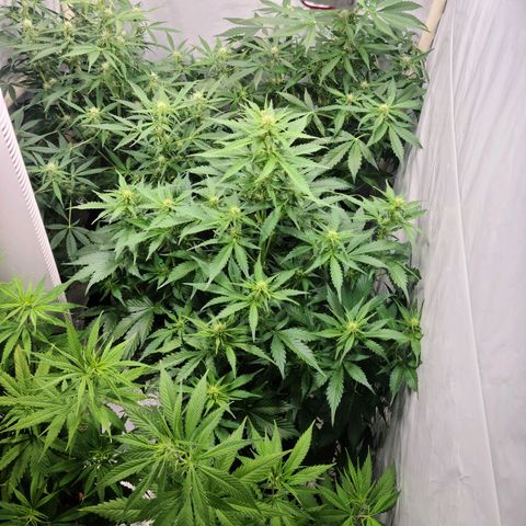 Double xl forbidden runtz auto growlog timeline photo