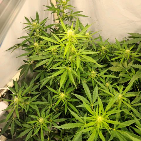 Double xl forbidden runtz auto growlog timeline photo