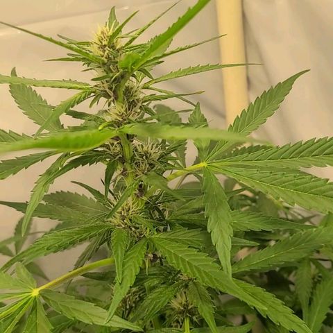 Double xl forbidden runtz auto growlog timeline photo