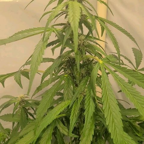 Double xl forbidden runtz auto growlog timeline photo