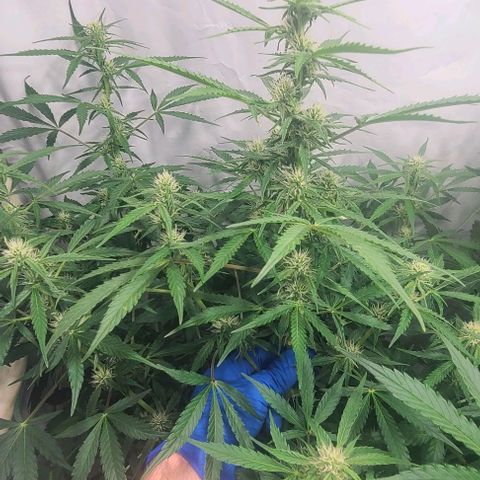 Double xl forbidden runtz auto growlog timeline photo