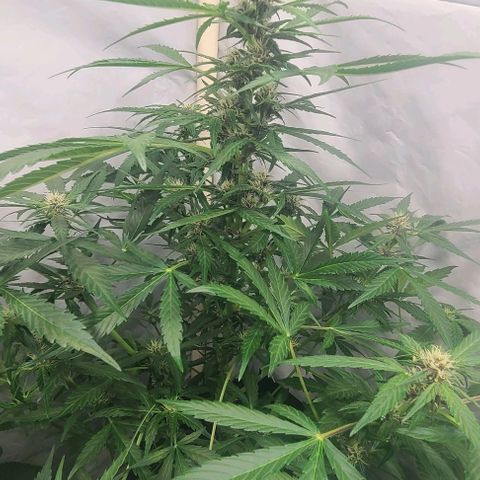 Double xl forbidden runtz auto growlog timeline photo