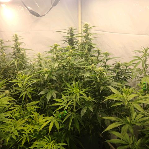 Double xl forbidden runtz auto growlog timeline photo