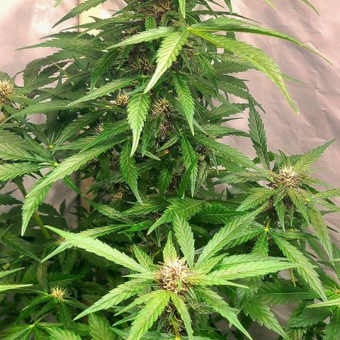 Double xl forbidden runtz auto growlog timeline photo
