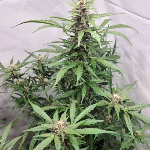 Double xl forbidden runtz auto growlog timeline photo