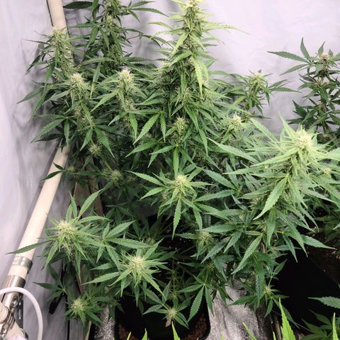Double xl forbidden runtz auto growlog timeline photo
