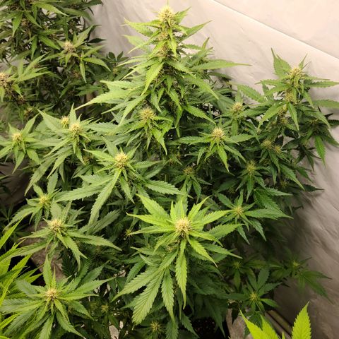 Double xl forbidden runtz auto growlog timeline photo