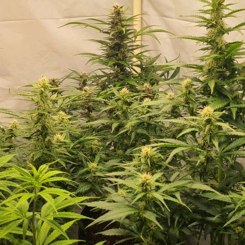 Double xl forbidden runtz auto growlog timeline photo