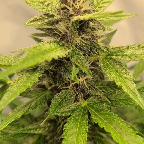 Double xl forbidden runtz auto growlog timeline photo