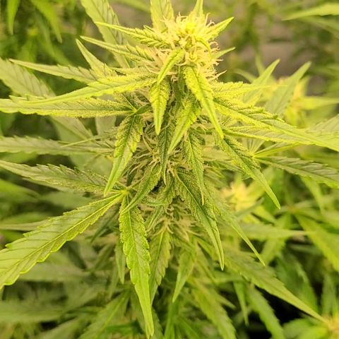 Double xl forbidden runtz auto growlog timeline photo