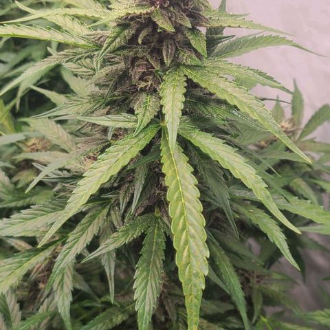 Double xl forbidden runtz auto growlog timeline photo