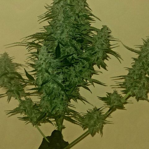 Double xl forbidden runtz auto growlog timeline photo