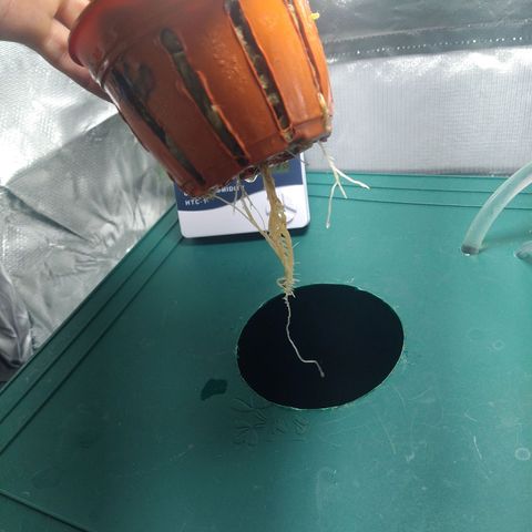Genética desconocida growlog timeline photo