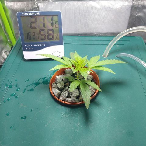 Genética desconocida growlog timeline photo