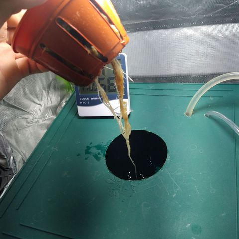 Genética desconocida growlog timeline photo