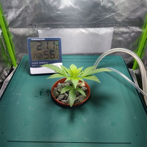 Genética desconocida growlog timeline photo