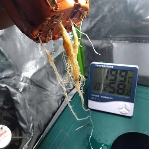 Genética desconocida growlog timeline photo