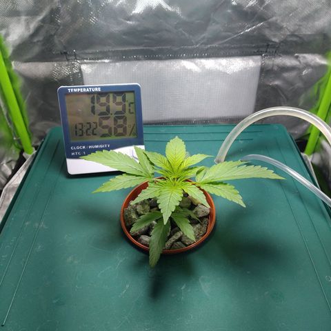 Genética desconocida growlog timeline photo