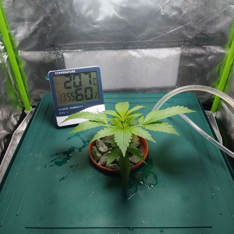 Genética desconocida growlog timeline photo
