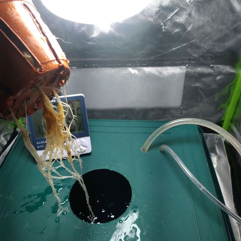 Genética desconocida growlog timeline photo