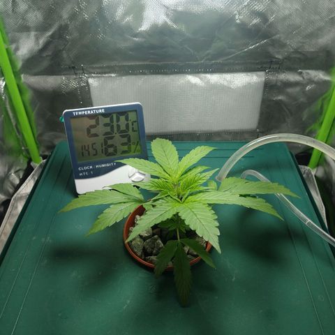 Genética desconocida growlog timeline photo