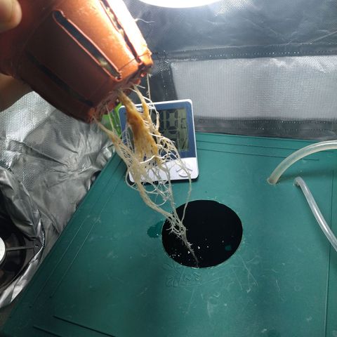 Genética desconocida growlog timeline photo
