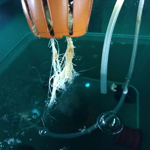 Genética desconocida growlog timeline photo