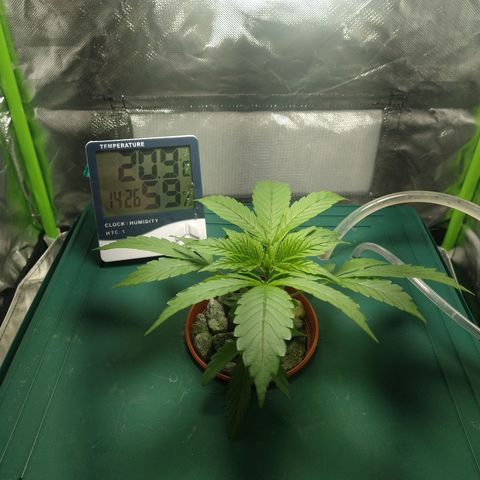 Genética desconocida growlog timeline photo