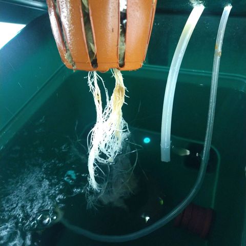 Genética desconocida growlog timeline photo