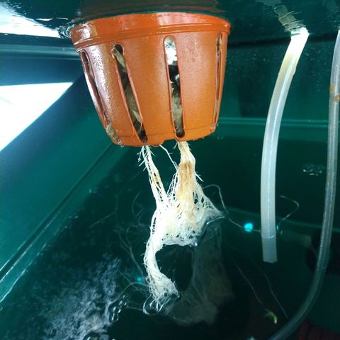 Genética desconocida growlog timeline photo