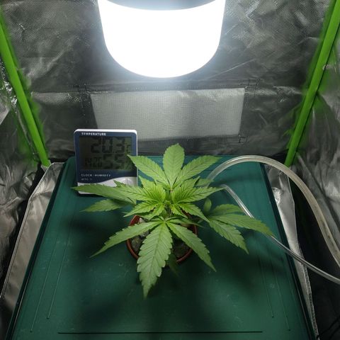 Genética desconocida growlog timeline photo
