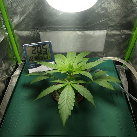 Genética desconocida growlog timeline photo