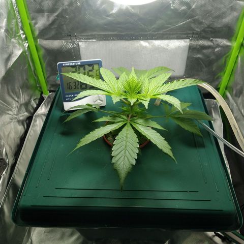 Genética desconocida growlog timeline photo