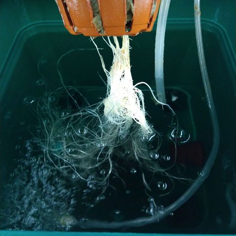 Genética desconocida growlog timeline photo