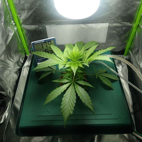 Genética desconocida growlog timeline photo