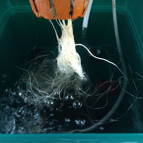 Genética desconocida growlog timeline photo