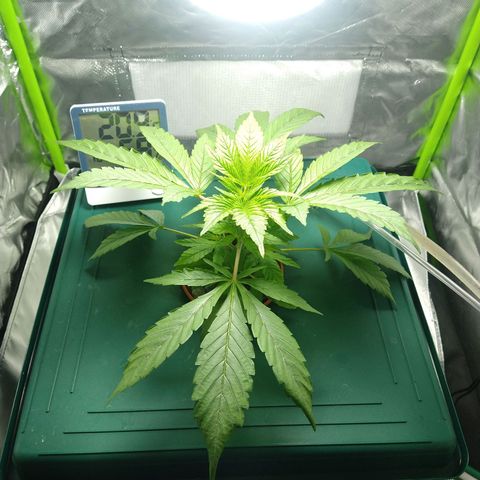 Genética desconocida growlog timeline photo