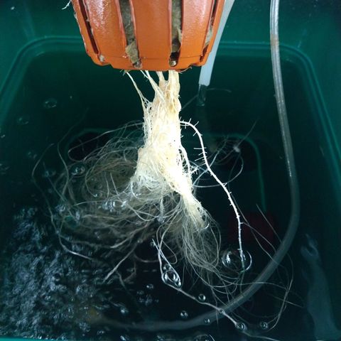 Genética desconocida growlog timeline photo