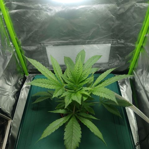 Genética desconocida growlog timeline photo