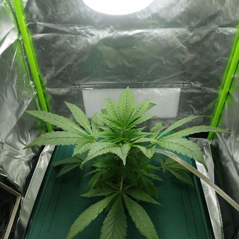 Genética desconocida growlog timeline photo