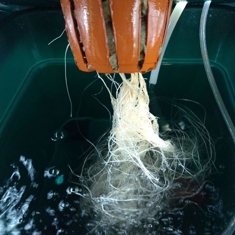 Genética desconocida growlog timeline photo
