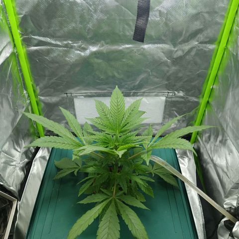 Genética desconocida growlog timeline photo