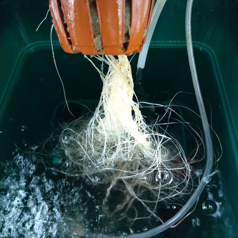 Genética desconocida growlog timeline photo