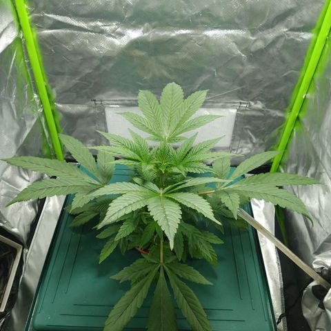 Genética desconocida growlog timeline photo