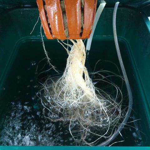 Genética desconocida growlog timeline photo